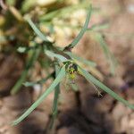 Euphorbia calyptrata Flor