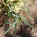 Euphorbia calyptrata Blomst