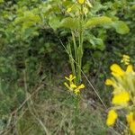 Erysimum virgatum Fruto