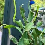 Epiphyllum phyllanthus List
