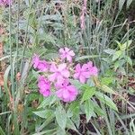 Phlox maculata Flor