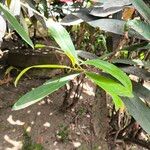 Ixora hookeri पत्ता
