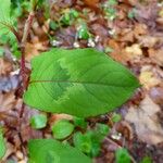 Persicaria chinensis Folla