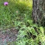 Cirsium tuberosum आदत