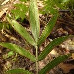 Pteris commutata