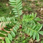 Zanthoxylum rhoifolium 葉