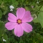 Cosmos bipinnatusFloare