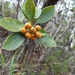 Pittosporum senaciaFruit