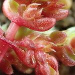 Crassula tillaea Flower