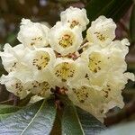 Rhododendron macabeanum Çiçek