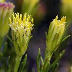 Peucephyllum schottii Fleur