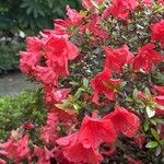 Rhododendron nakaharae Bloem