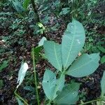 Hevea guianensis Leaf