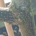Pilocarpus pennatifolius Bark
