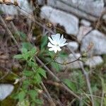 Silene undulata Flower