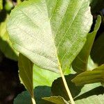 Alnus glutinosa Folio