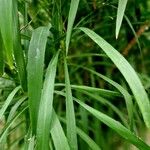 Cordyline stricta ഇല