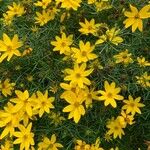 Coreopsis verticillataΛουλούδι