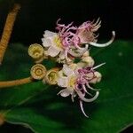 Miconia serrulata फूल