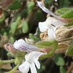 Chaenorhinum villosum Цветок