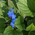 Omphalodes verna Fiore