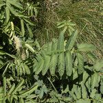 Sanguisorba dodecandra 葉