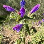 Echium creticum Blomma