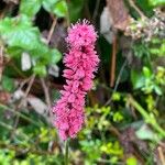 Bistorta amplexicaulis Floare