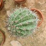 Ferocactus herrerae Foglia
