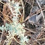 Helichrysum anomalum Hoja