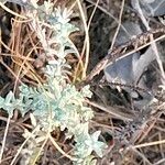 Helichrysum anomalum Leaf