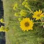 Silphium integrifolium ফুল