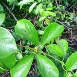 Amphilophium elongatum Hoja