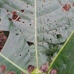 Mitragyna stipulosa Blatt