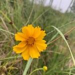 Coreopsis lanceolataЦветок