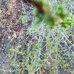 Adenostoma fasciculatum Hoja