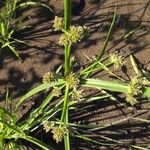 Cyperus difformis Fula