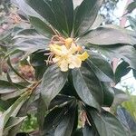 Hymenosporum flavum Flower