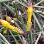 Jasminum nudiflorum Іншае