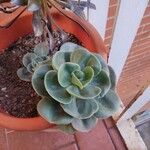 Echeveria giganteaFulla