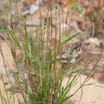 Eragrostis elongata ശീലം