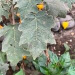 Solanum mammosum पत्ता