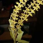 Ambrosia trifida Flower
