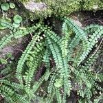 Asplenium trichomanes Leaf