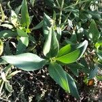 Centranthus angustifolius Leaf