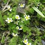 Ranunculus trichophyllus Hábito