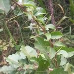 Ximenia americana Leaf