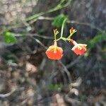 Ipomoea hederifoliaBloem