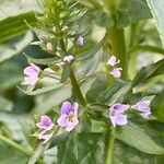 Veronica anagallis-aquatica Flower
