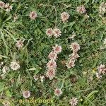 Trifolium occidentale ശീലം